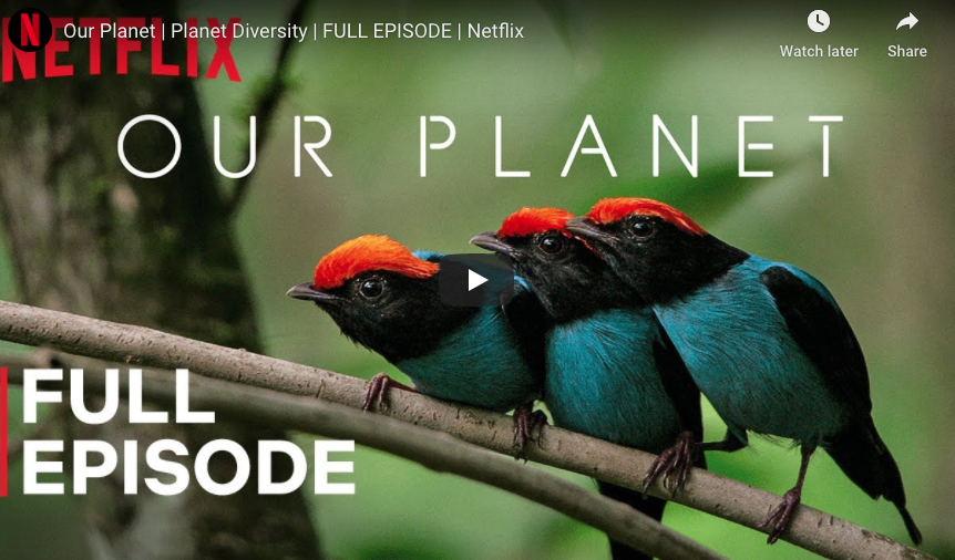 Our Planet | Planet Diversity | Netflix