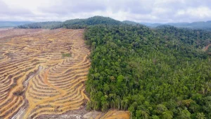 Buku, Lingkungan, dan Masa Depan Pendidikan Digital di Indonesia